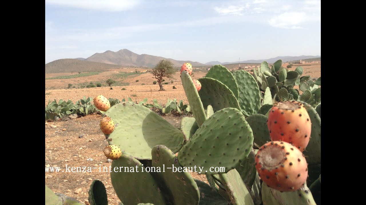 Why Hair and Skin Need Prickly Pear Seed Oil – Moroccanzest