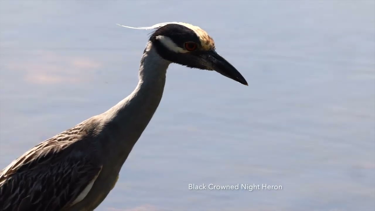 Healing in Nature - J.N. "Ding" Darling Refuge, Sanibel Island  (Post-Recovery Travel)