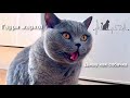 Коту бывает тоже жарко / cat like a dog