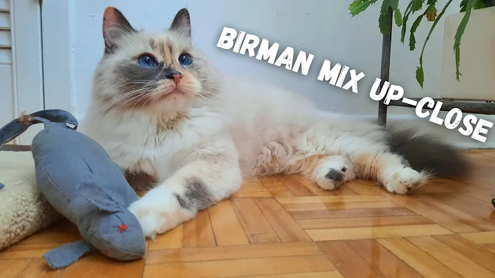 Video 2463631: birman mix rescue cat, blue mix cat, blue eyed birman mix, blue eyed fluffy cat, cat show
