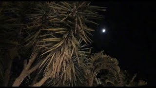 Sharing Joy Under a Sicilian Moon