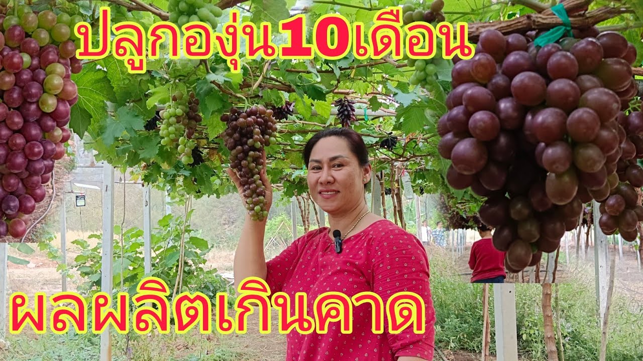 ปลูกองุ่นแค่10เดือนมีลูกมีผลผลิตเก็บขาย!!ปลูกครั้งเดียวอยู่ได้100ปี