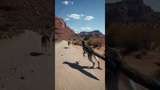 High speed chase showdown who wins this epic desert duel #Wildlife #Speed #Nature