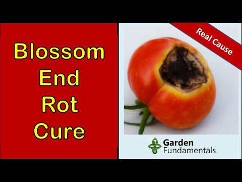 Video: Brown Rot Blossom and Twig Blight - Lær om behandling af brune rådblomster
