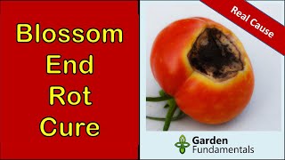 Blossom End Rot  The Real Cause and What to Do About It