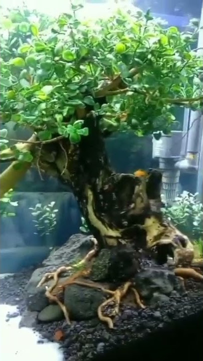 Bonsai Aquascape Sintetis Anti Ribet Keren