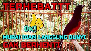 TERHEBAT❗Murai DIAM Langsung Bunyi Dan Gak Berhenti, Pancingan Murai Batu👍