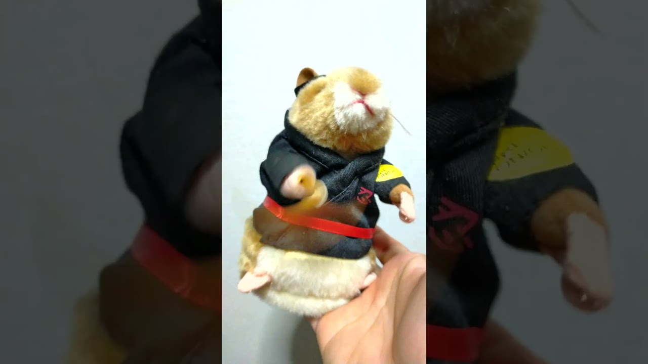 カンフーハムスター🐹 #shorts - YouTube