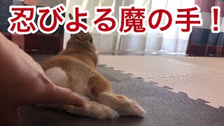 #175 足の裏を触られるとビクゥッてなっちゃうウサギ