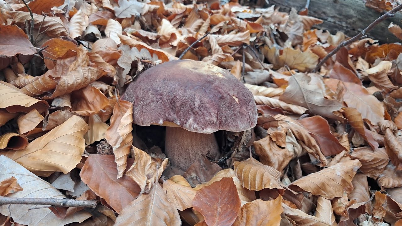 După hribi de toamnă în pădurea de fag i-am spart 😱😱🍄🍄