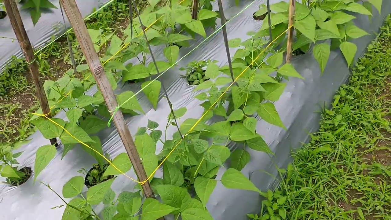 jangan takut!! begini tutorial menanam buncis logawa