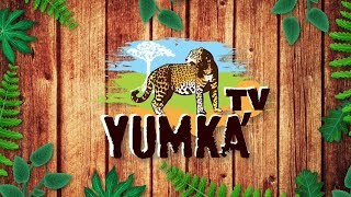 Yumka' TV - Programa 31