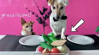 Dog Reviews Food with Girlfriend | Taste Test 1