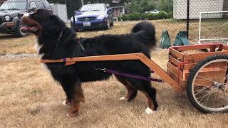 Draft Lesson #7 Does my draft cart fit my dog?