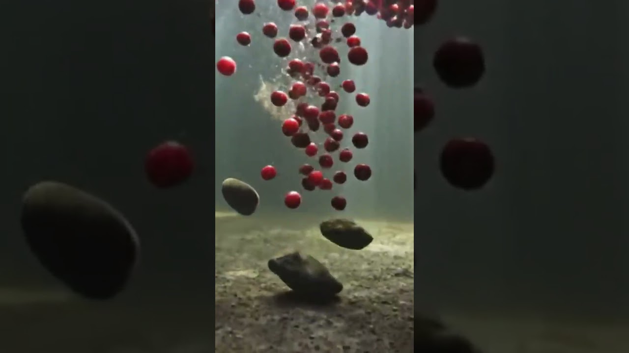 Inside a Modern Juice Plant: Fresh Cranberries to Bottled Red Juice (Full Process)
