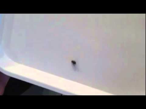 Breakdancing fly