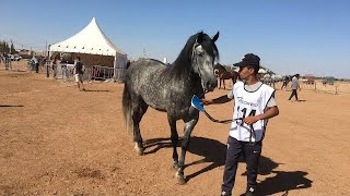 اجود الفحول و الخيول العربية البربرية دار ولاد زيدوح 2019 |  Morocco  Arabe-Barbe Equestrian  Horses