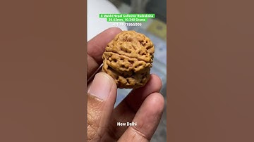 5 Mukhi Nepal Collector Rudraksha 30.62mm, 10.340 Grams॥५ मुखी नेपाली रुद्राक्ष॥बड़ा रुद्राक्ष॥शिव
