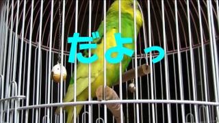 おしゃべりインコ　Talking Budgie No.3 @larzgallows