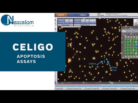 How to Run an Apoptosis Assay on the Celigo Using Annexin V PI Hoechst