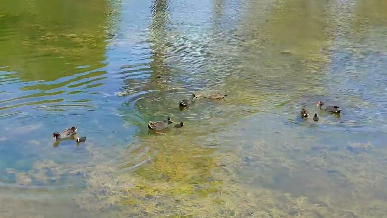 Dusky Moorhen hunting food for their young ones