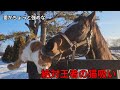愛がちょっと強めな絶対王者の猫吸い｜Yogiboヴェルサイユリゾートファーム