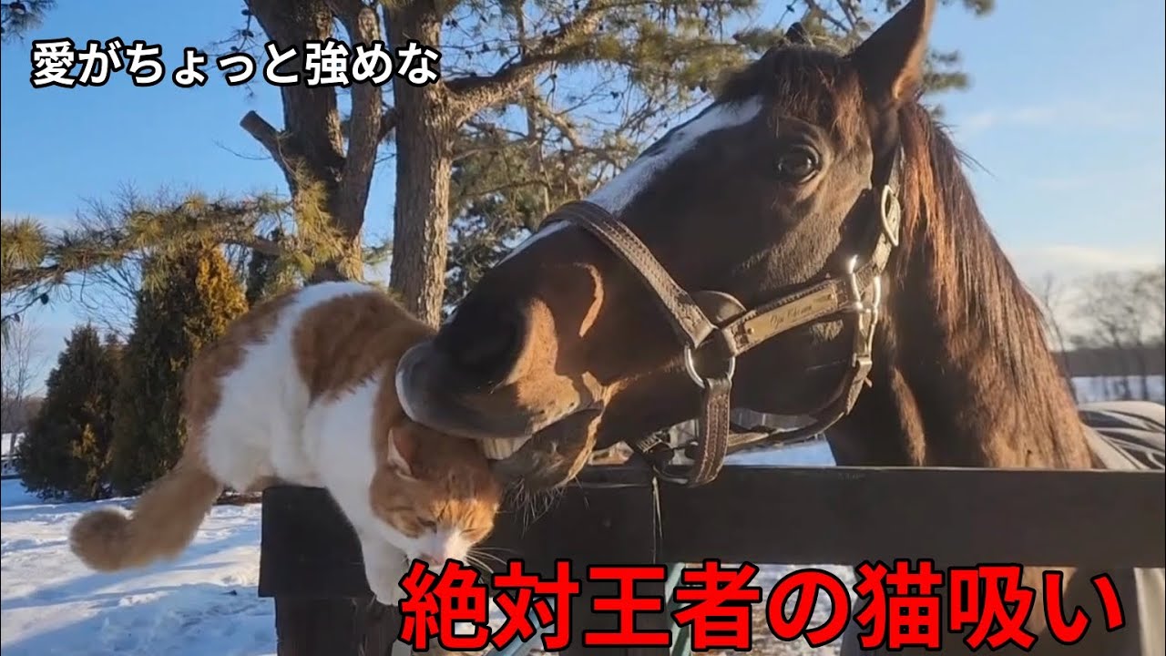 愛がちょっと強めな絶対王者の猫吸い｜Yogiboヴェルサイユリゾート