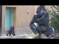 父親の前で一生懸命ドラミングを連発する赤ちゃんゴリラが可愛すぎる⭐️Gorilla【京都市動物園】A baby gorilla beats his chest in front of his dad.