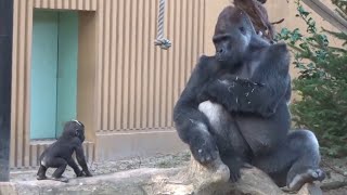 Gorilla⭐ A baby gorilla beating his chest in front of his father is too cute.【Momotaro family】