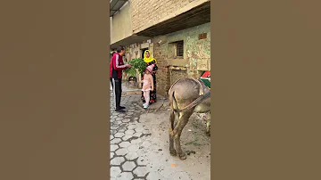 لقيت واحده بتبهدل في الحمار شوفوا حصل اي بسرعة 