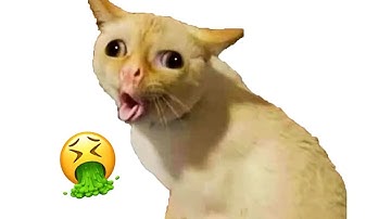 Cats Being Weird Again 2022 - Funny Cat Videos |Aww Pets
