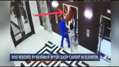 Golden caught by leash in an elevator rescued by a Hero Dr