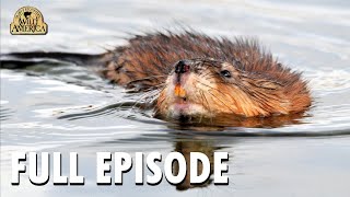 Wild America | S10 E7 'Old Man Muskrat' | Full Episode | FANGS