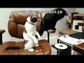 Приколы с котами