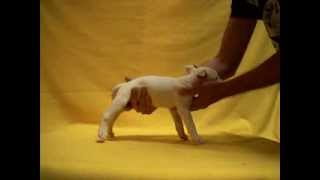 Bull Terrier Hembra 1. Perros Cabeza De Hacha. Cachorros Selectos En Venta 015584885050