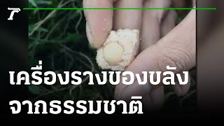 'Khot Khoon,' a natural amulet | February 21, 2022 | Talon News