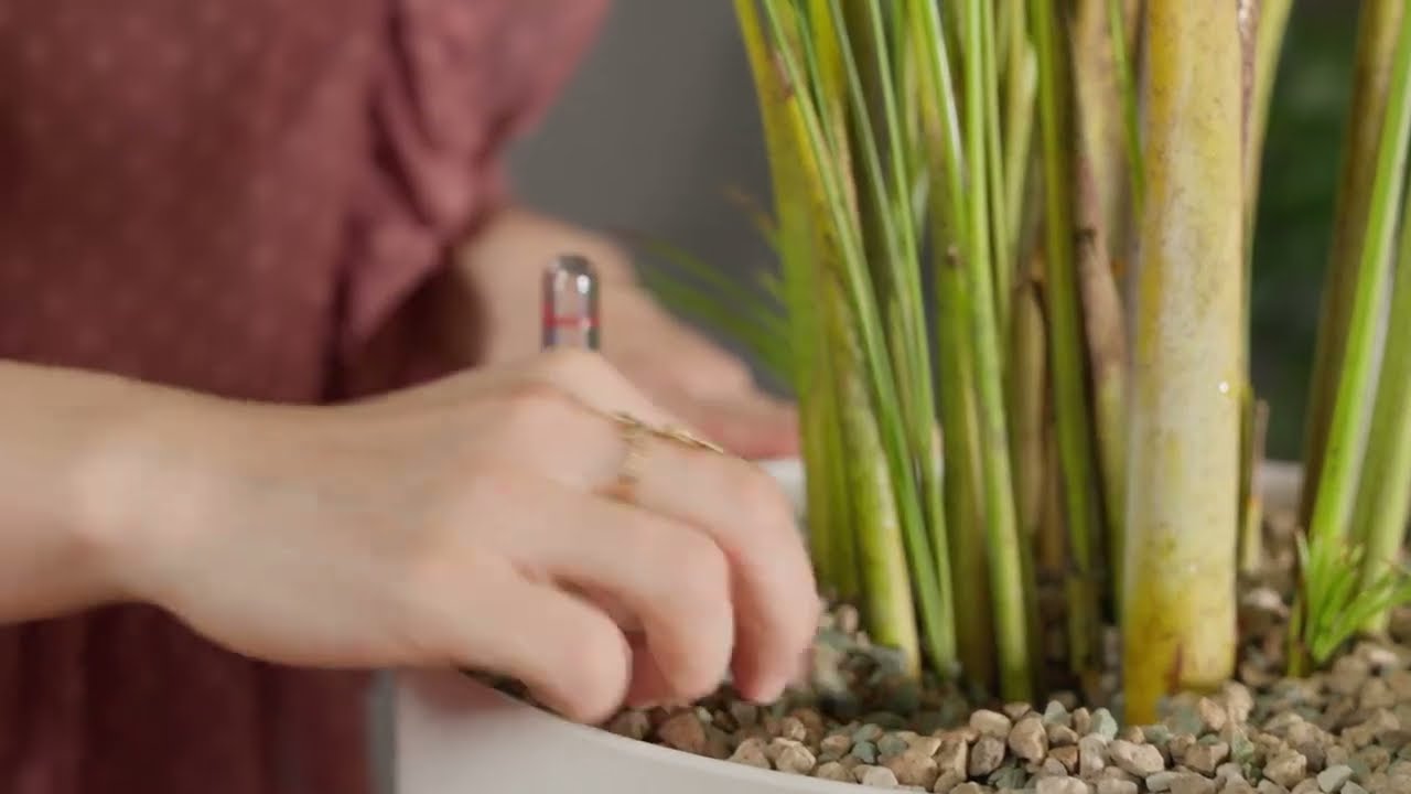 aloe vera kapseln darm Bindungs Komplex – Chitosan, Akazienfaser & Aloe Vera | 180 Kapseln |  laborgeprüfte Qualität main image 1