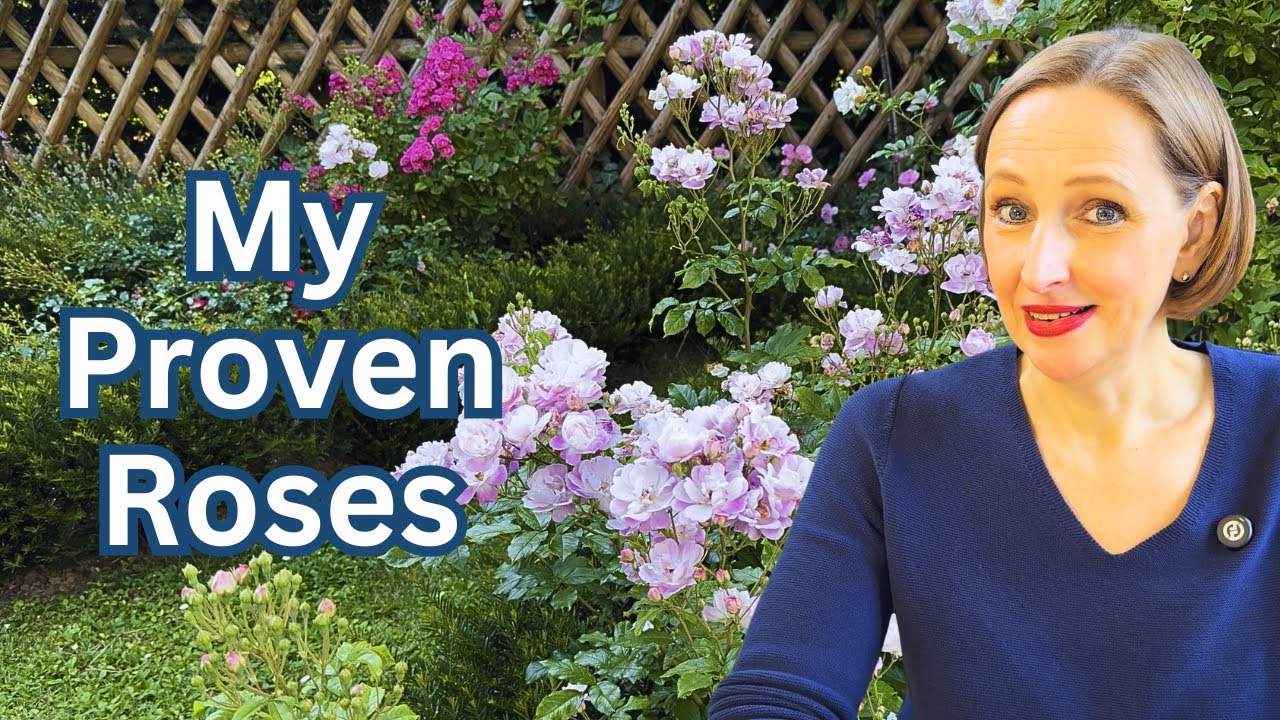 Roses I Buy Again and Again (And Why) 🌹