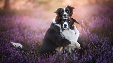 How to make a Music Video Editing by VivaCut ( part one )