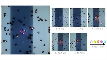 Adaptive Path Formation in Self-Assembling Robot Swarms by Tree-like Vascular Morphogenesis