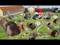 Village life turkey chicken egg farming desi kethi hindi kahaniya hindi stories hindi moral stories