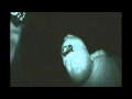 Myakka skunk ape investigation part 1