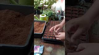 Cocopeat dan fungsi utamanya... Nyesel baru tau sekarang. #petani #petanimuda #menanam