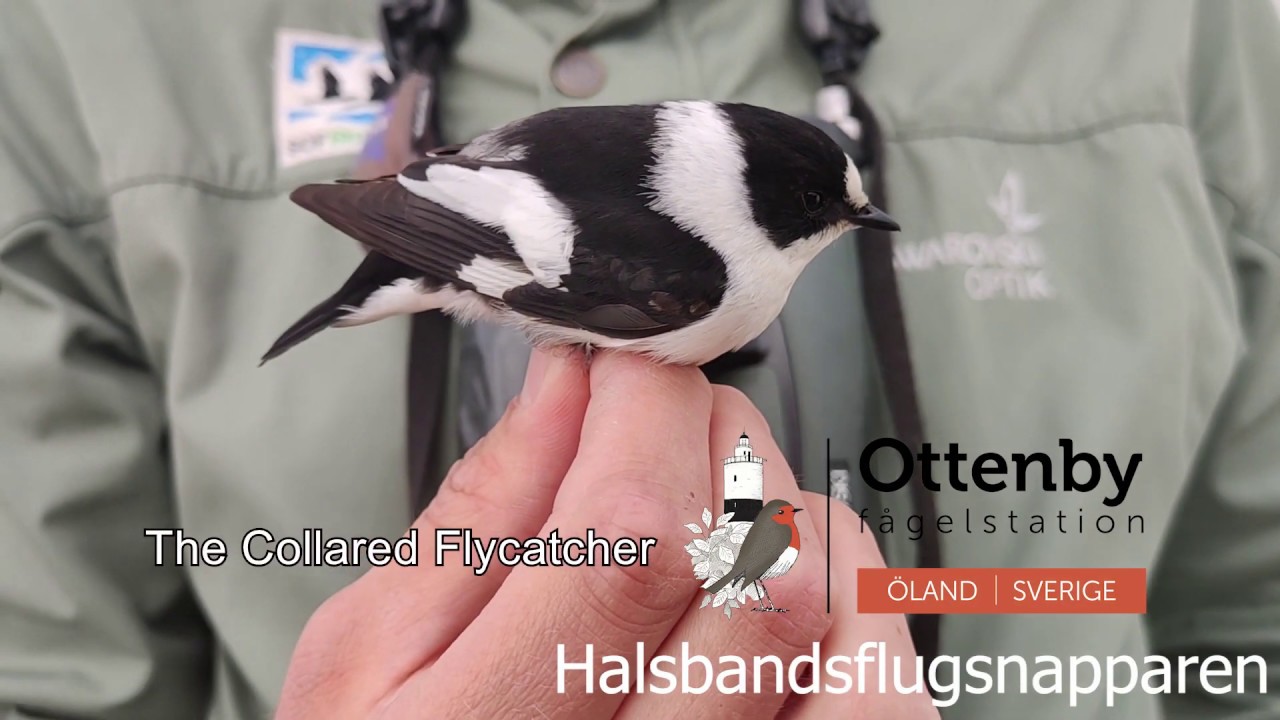 Halsbandflugsnapparen/The Collared Flycatcher 