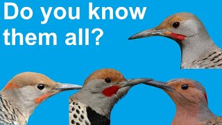 How to ID Every Flicker—Even the Tricky Hybrids