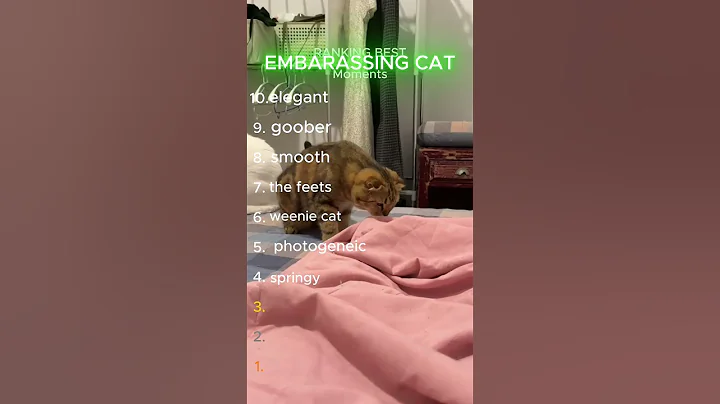 Video 11782481: kitten feline cats, cat kitten training, funny feline cat, cat funny pets