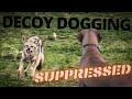 Decoy DOGGING - Lone Ranger - Coyote Hunting 2020