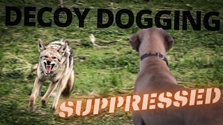 Decoy DOGGING  Lone Ranger  Coyote Hunting 2020