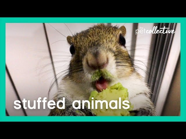 Stuffed Animals | The Pet Collective