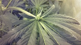 Indoor marijuana 420 grow tent beginning of week 8